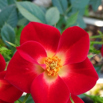 Rosa - hybride - Everglow Ruby - Geus1713